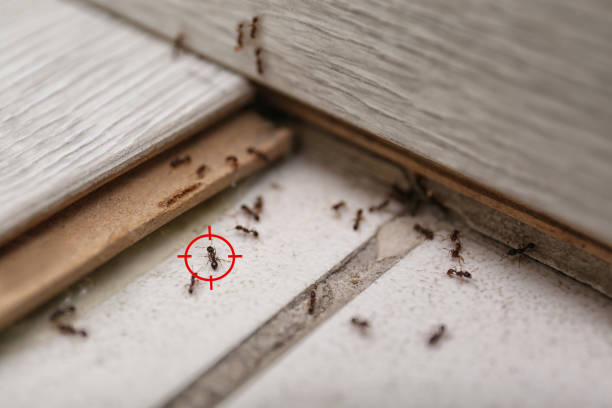 Best Local Pest Control Services  in Golden Valley, MN